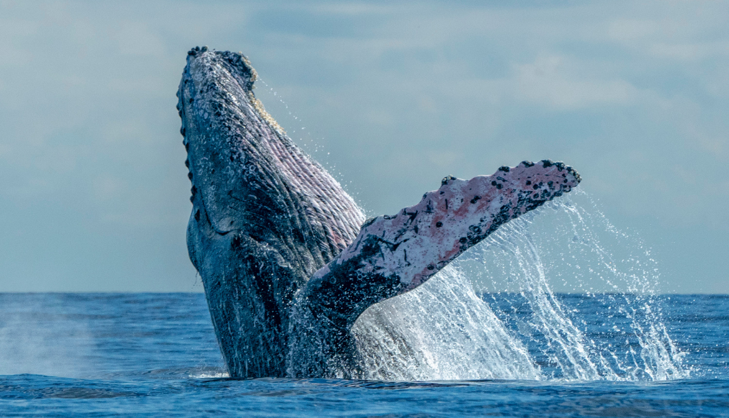Whale Watching